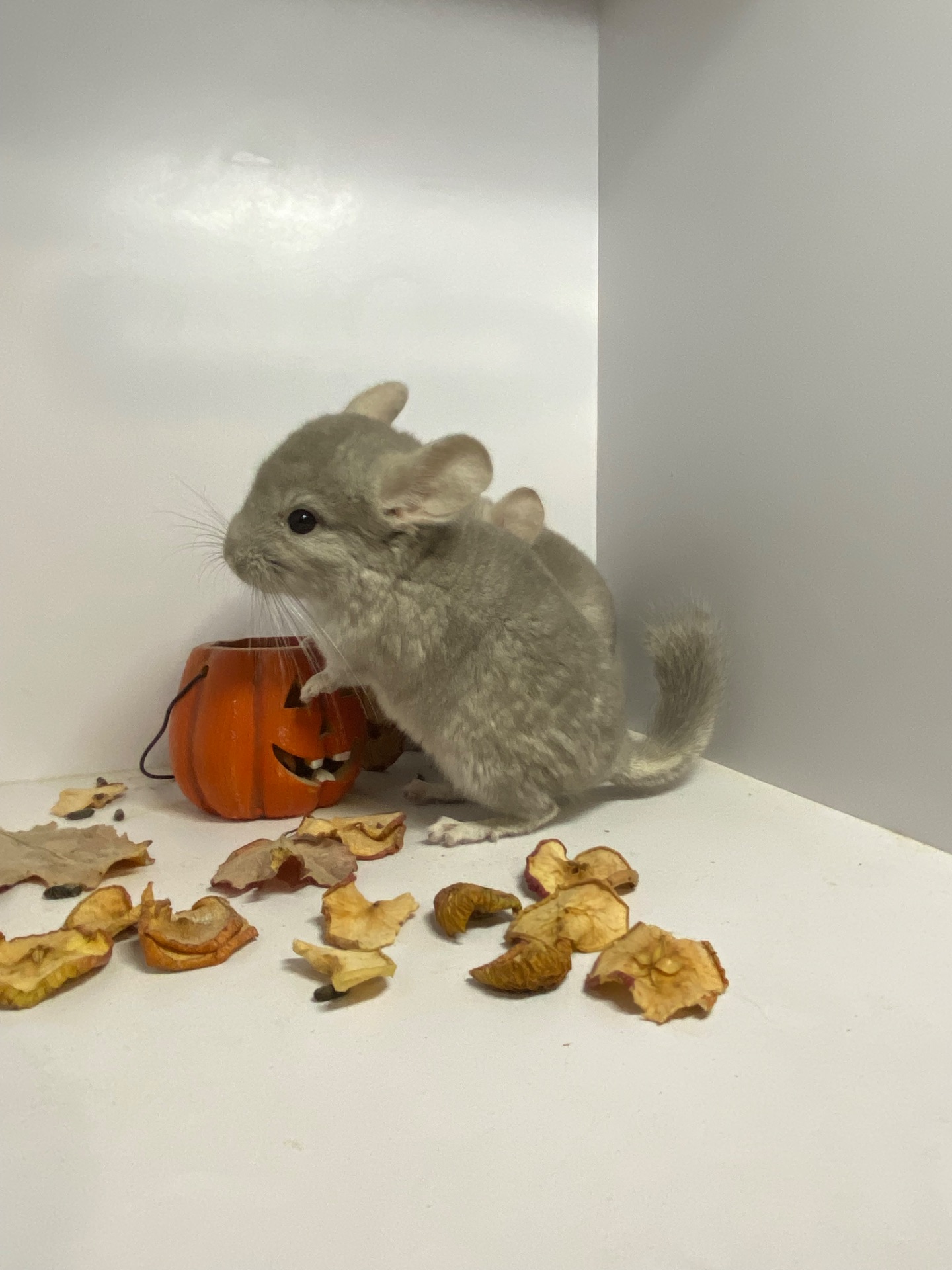 Шиншилла мальчик беж окрас 100носитк