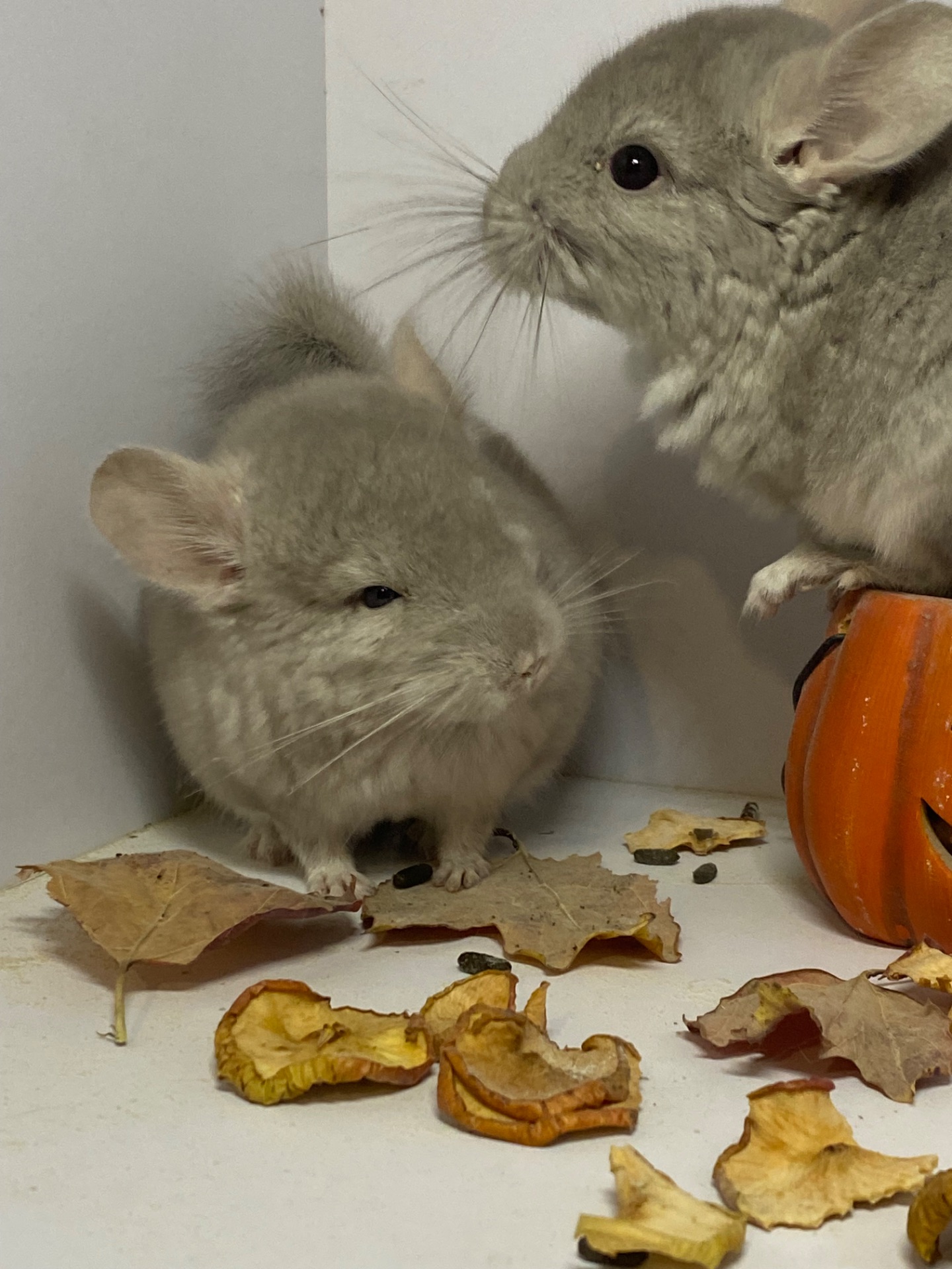 Шиншилла мальчик беж окрас 100носитк