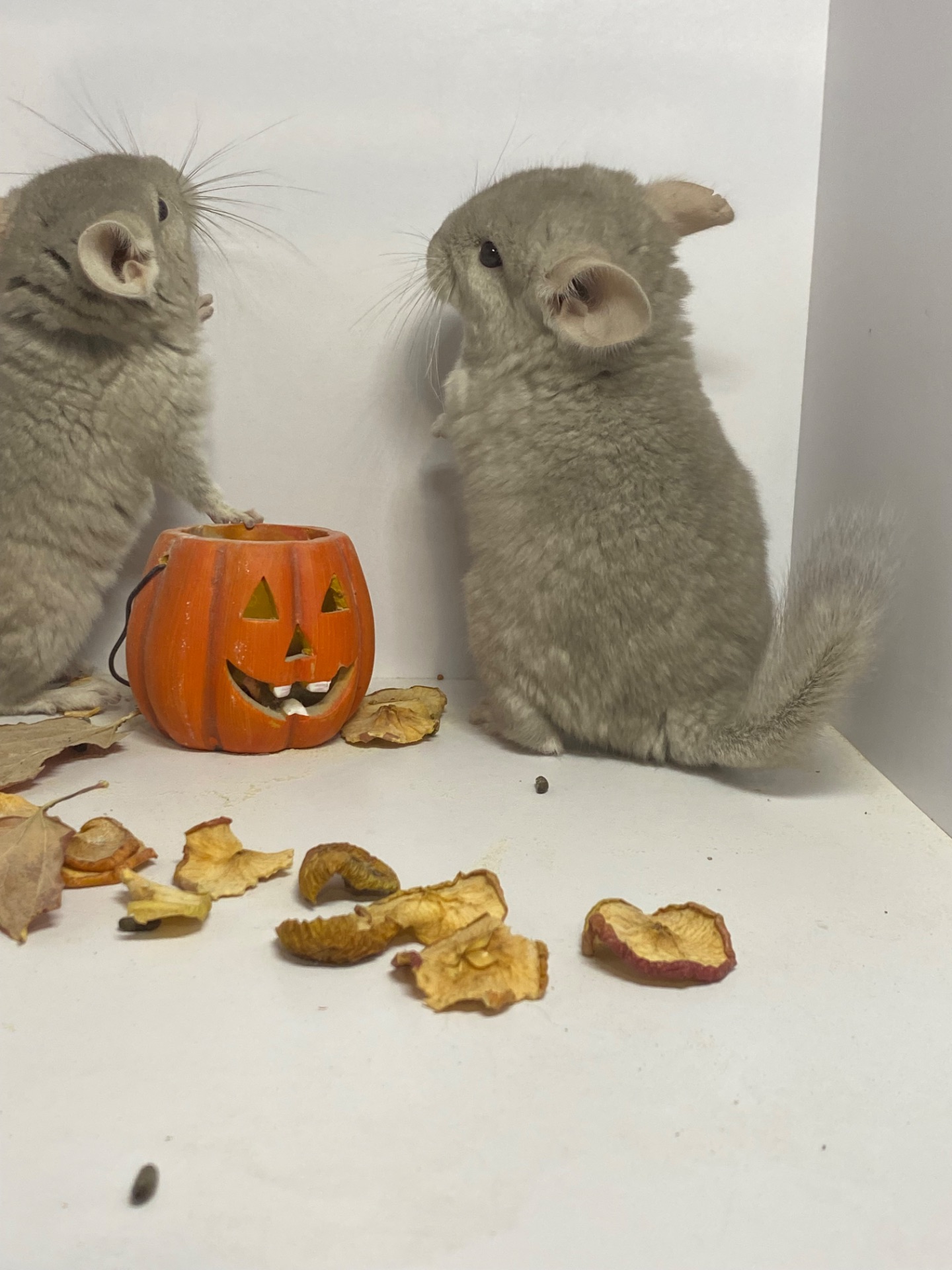 Шиншилла мальчик беж окрас 100носитк