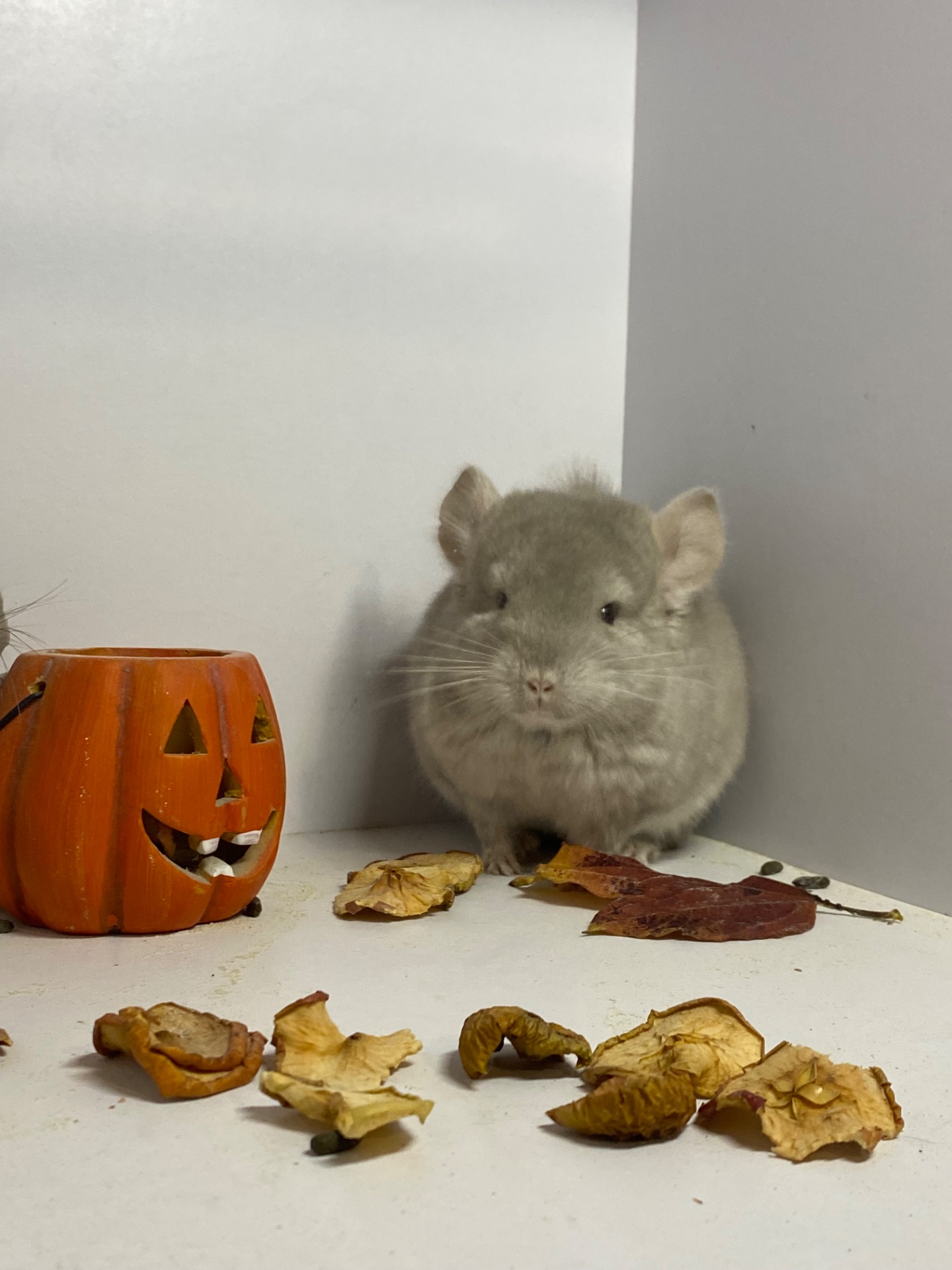 Шиншилла мальчик беж окрас 100носитк