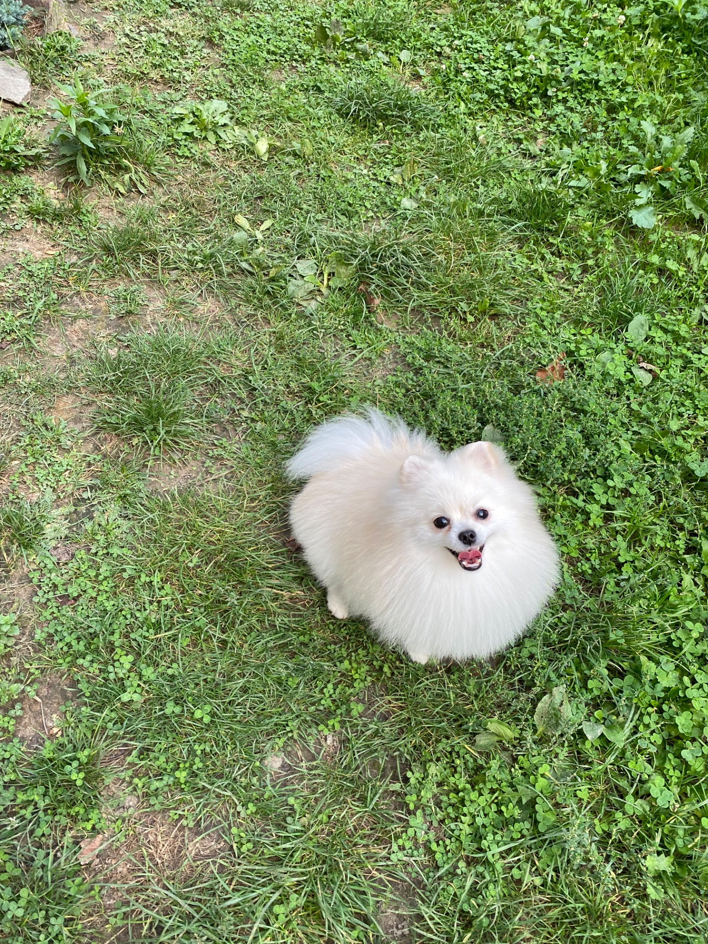 Померанський шпіц міні хлопчик