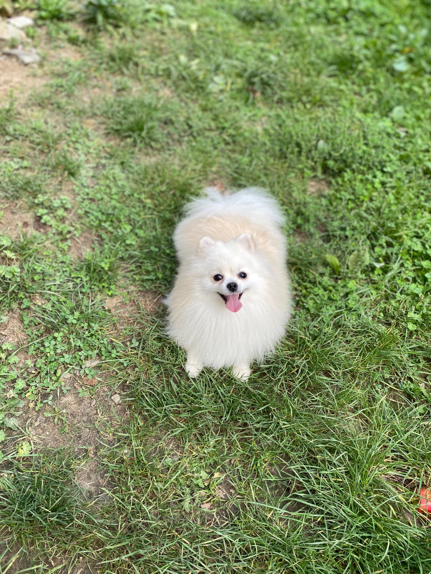 Померанський шпіц міні хлопчик