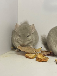 Шиншилла мальчик беж окрас 100носитк