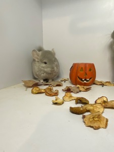 Шиншилла мальчик беж окрас 100носитк