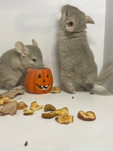 Шиншилла мальчик беж окрас 100носитк