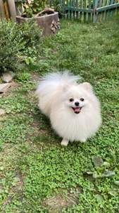 Померанський шпіц міні хлопчик