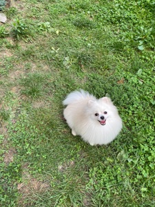 Померанський шпіц міні хлопчик