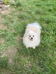 Померанський шпіц міні хлопчик