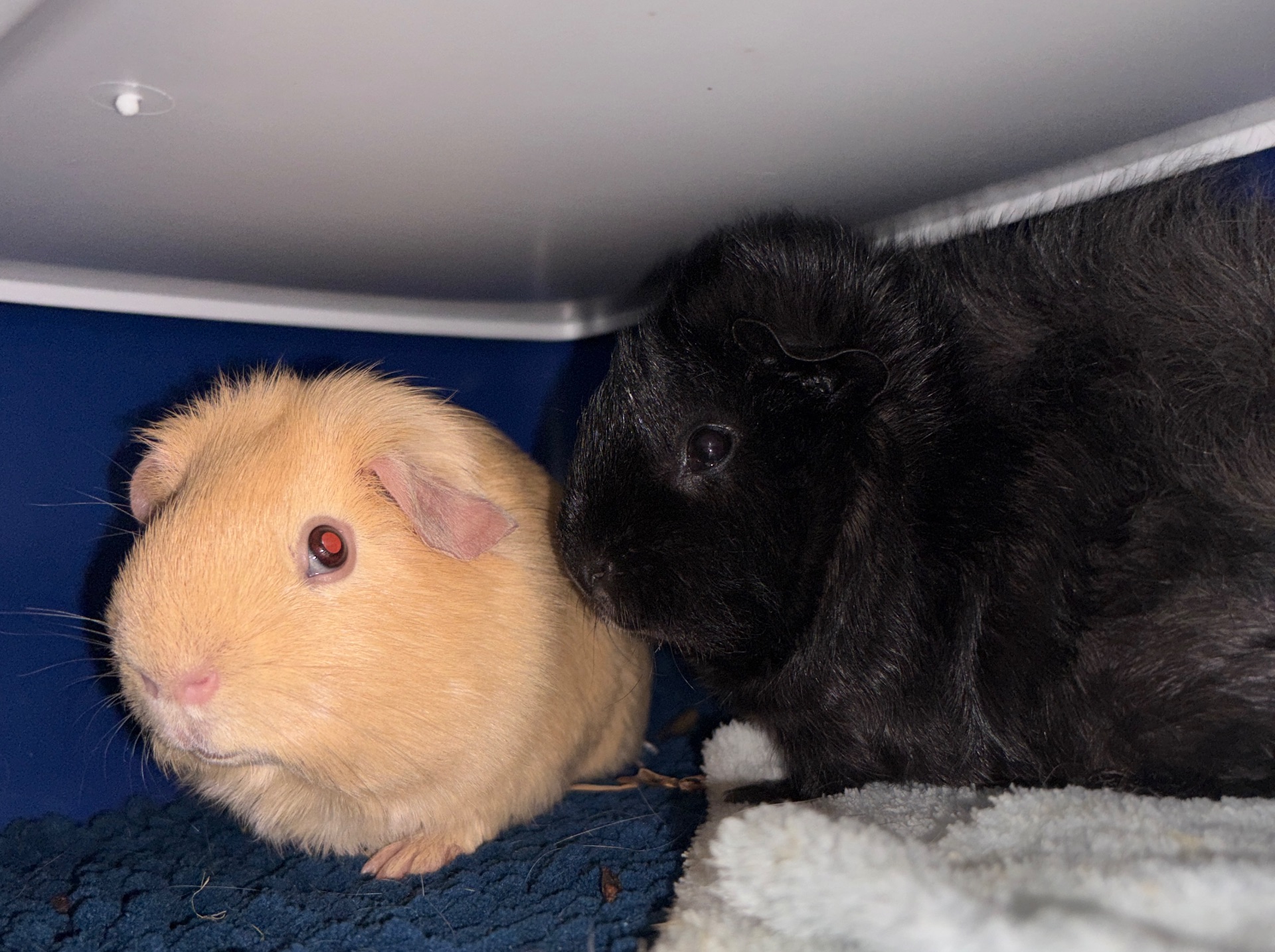 Морська свинка, хлопчик