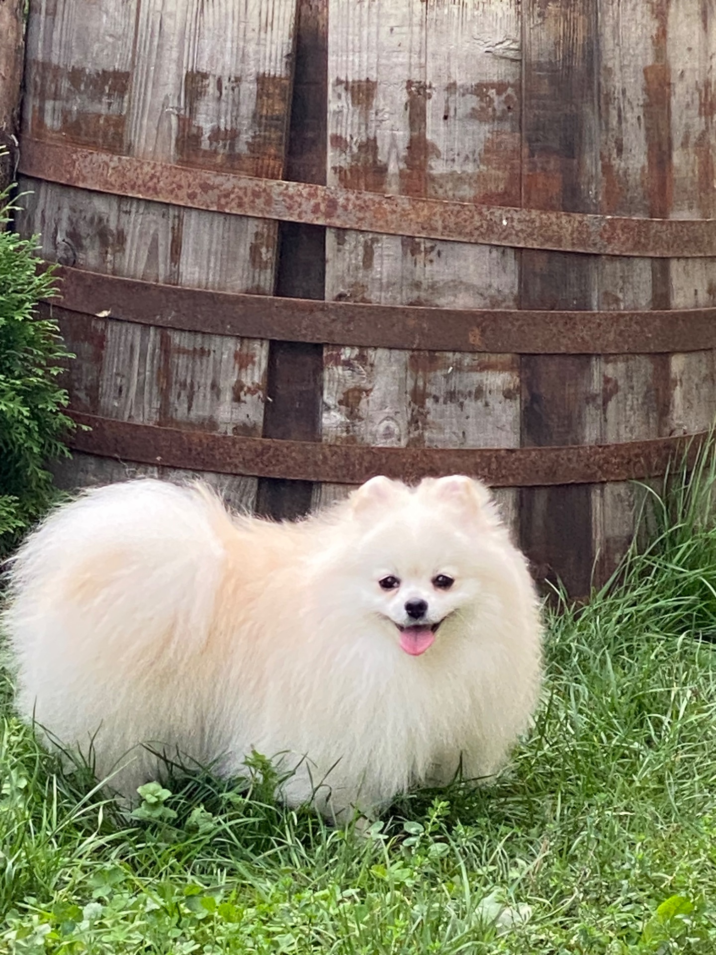 Померанський шпіц міні хлопчик