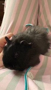 Морська свинка, хлопчик