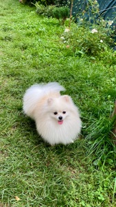 Померанський шпіц міні хлопчик