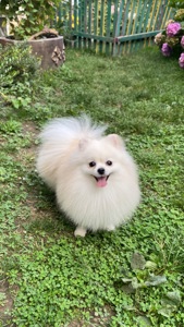 Померанський шпіц міні хлопчик