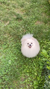 Померанський шпіц міні хлопчик