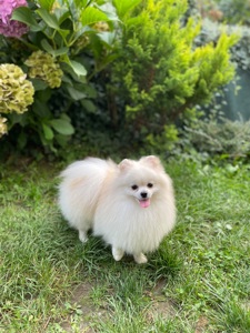 Померанський шпіц міні хлопчик