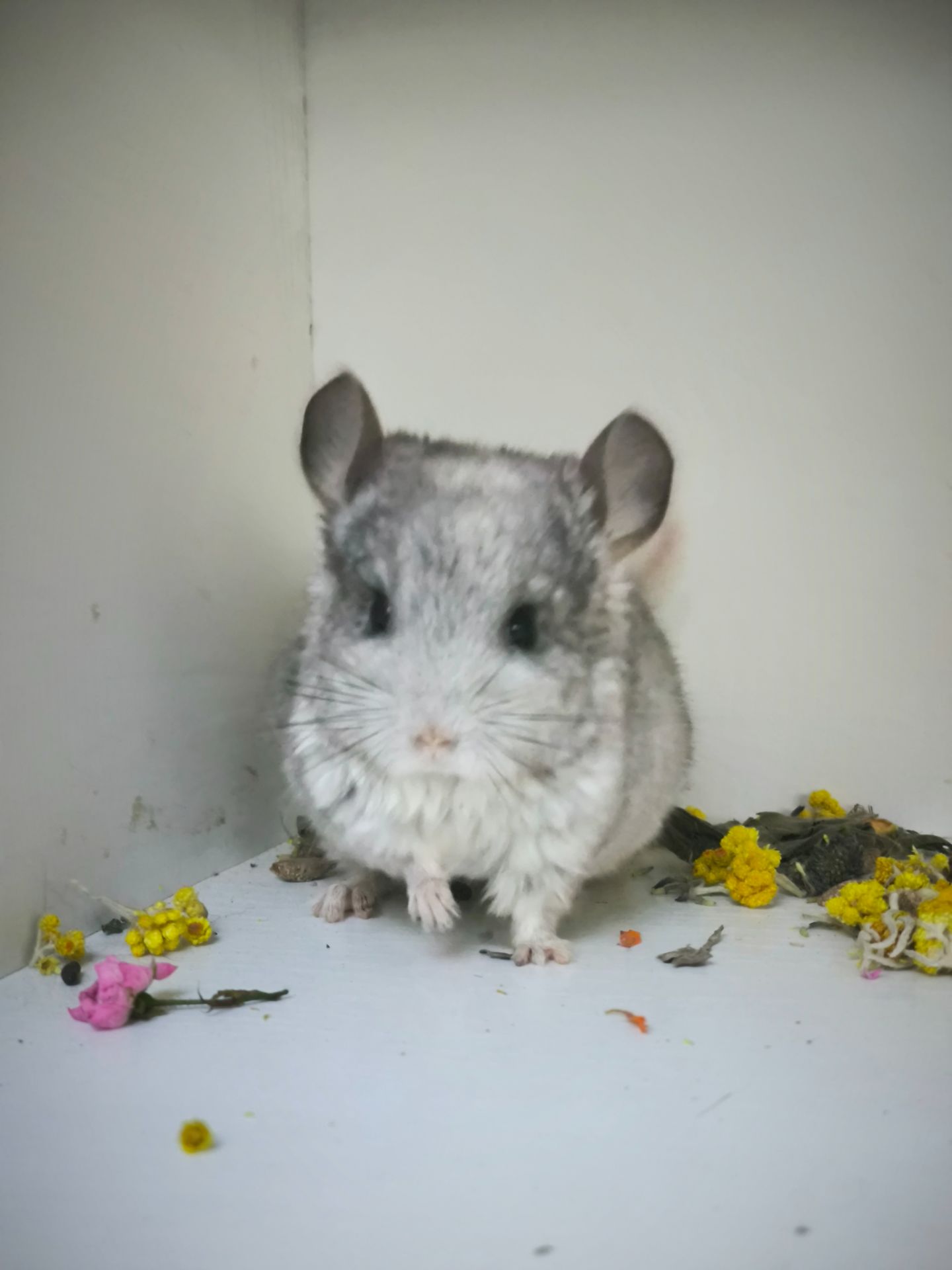 Дівчинка Біла носій сапфіру і Ангори