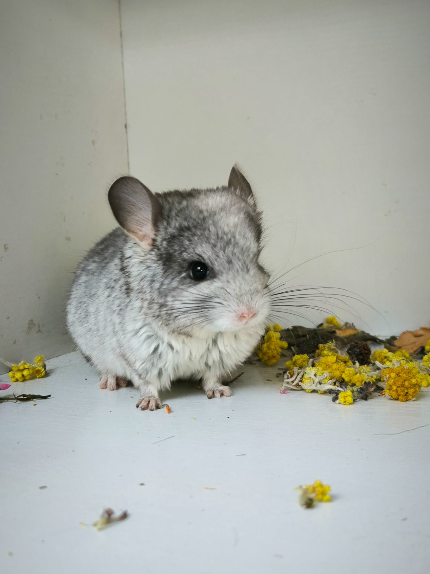 Дівчинка Біла носій сапфіру і Ангори