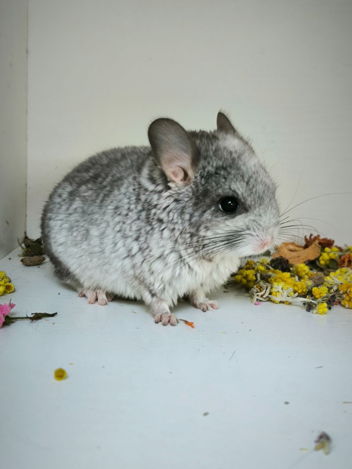 Дівчинка Біла носій сапфіру і Ангори