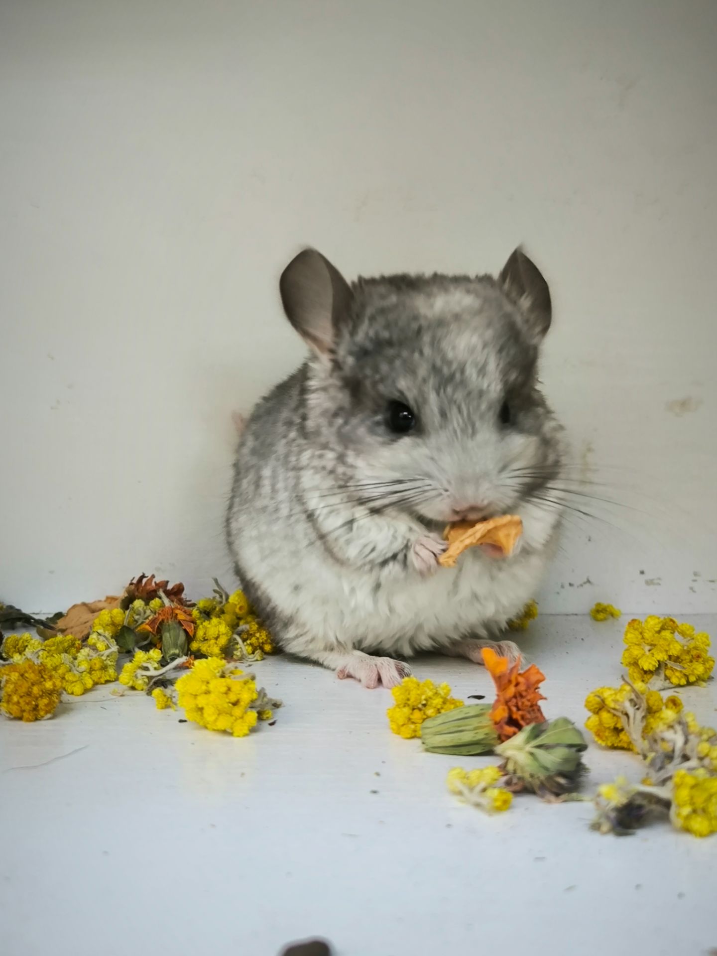 Дівчинка Біла носій сапфіру і Ангори