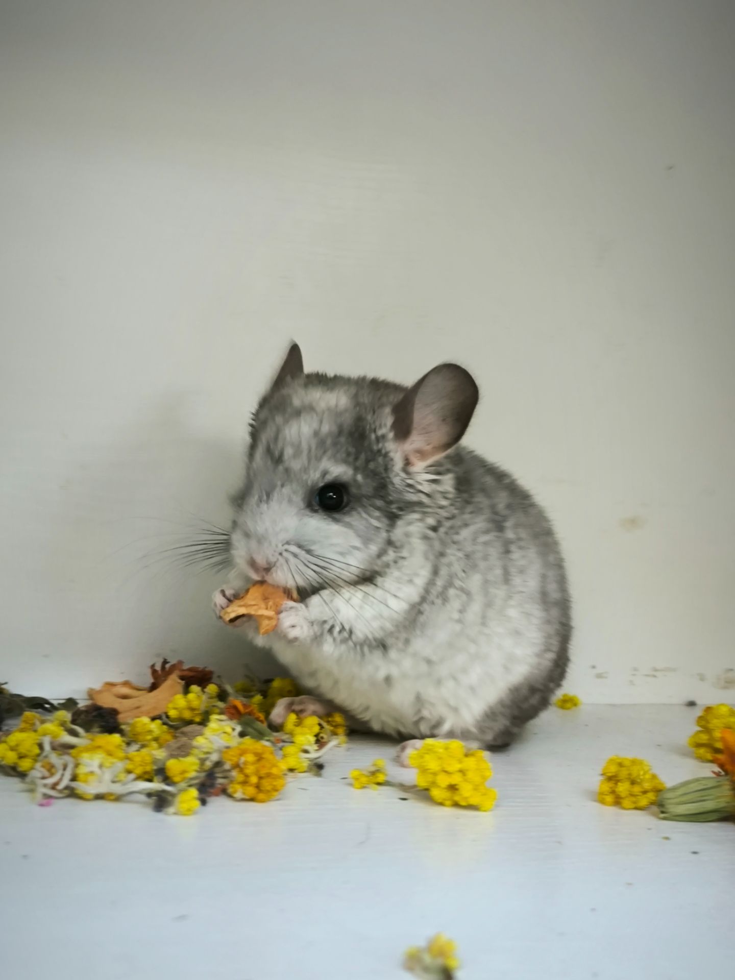 Дівчинка Біла носій сапфіру і Ангори