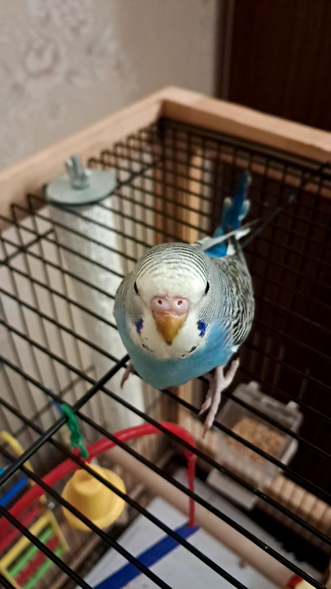 Продам волнистого попугая