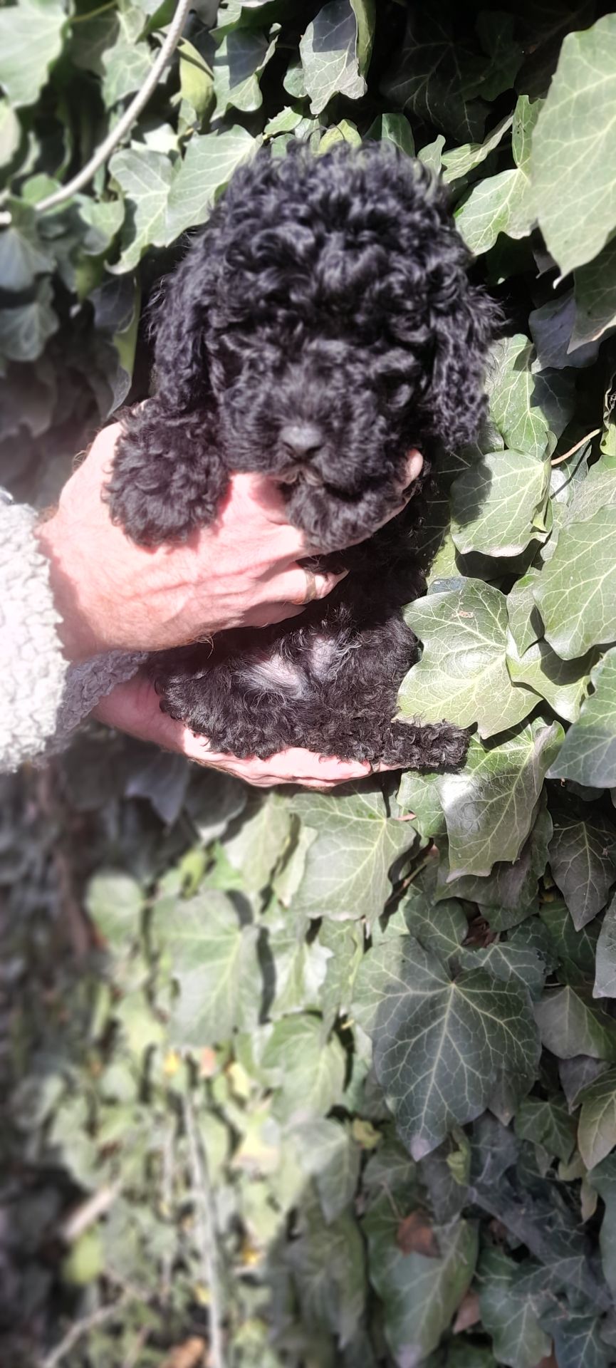 Цуценята той пуделя