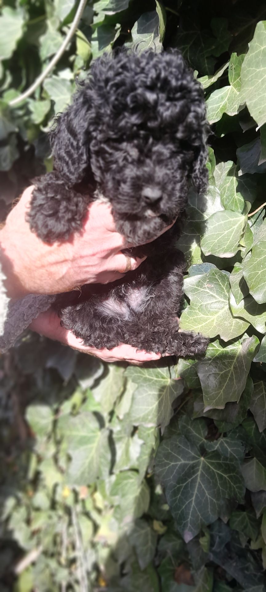 Цуценята той пуделя