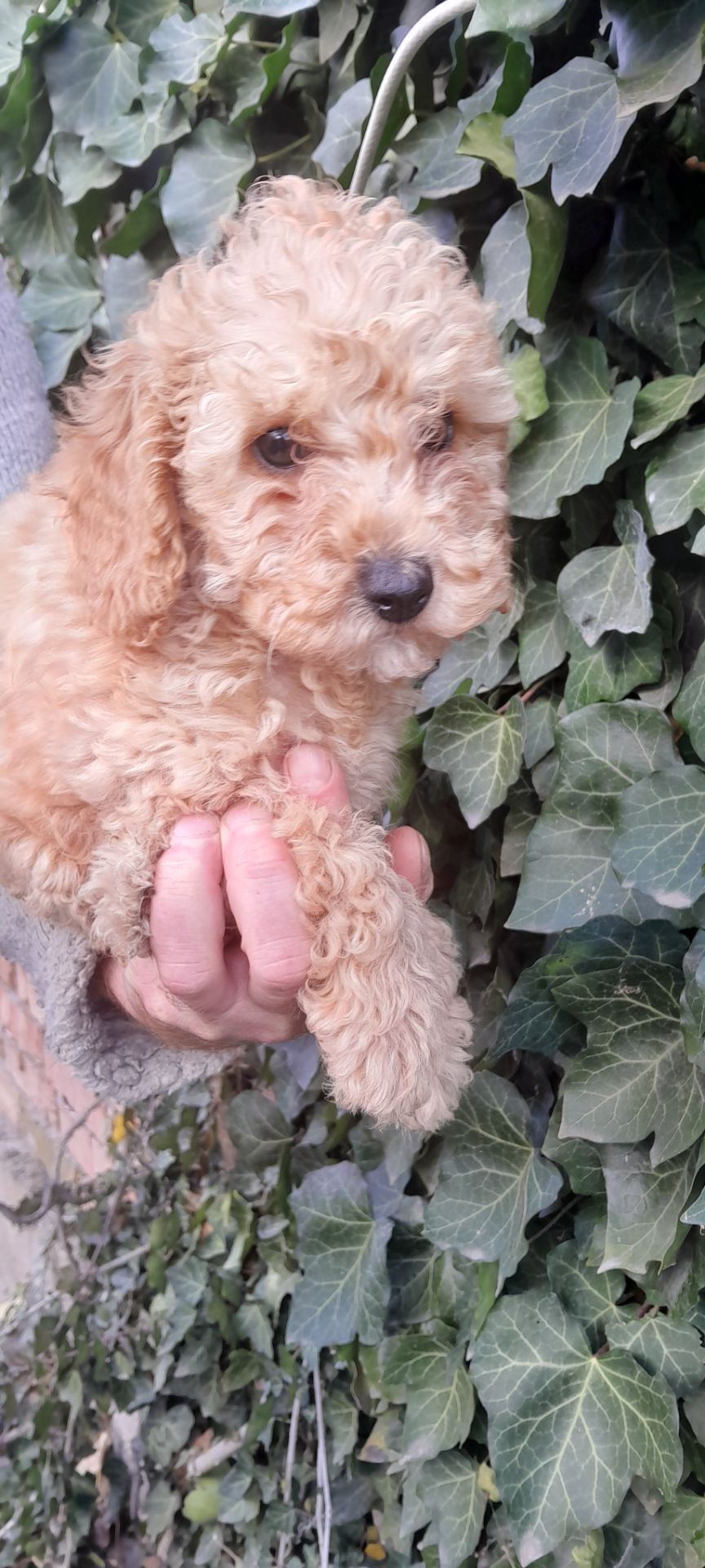 Цуценята той пуделя