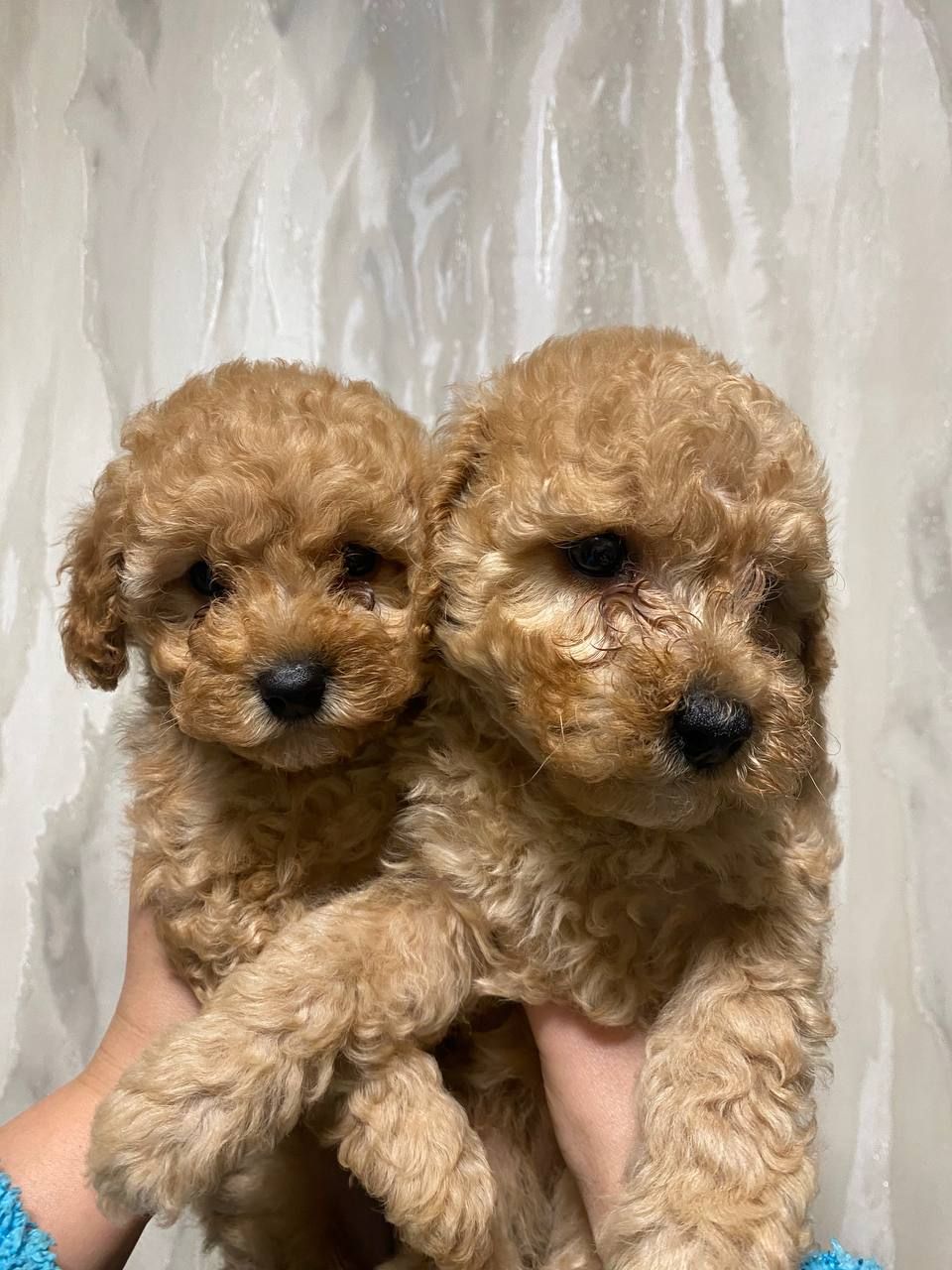 Цуценята той пуделя