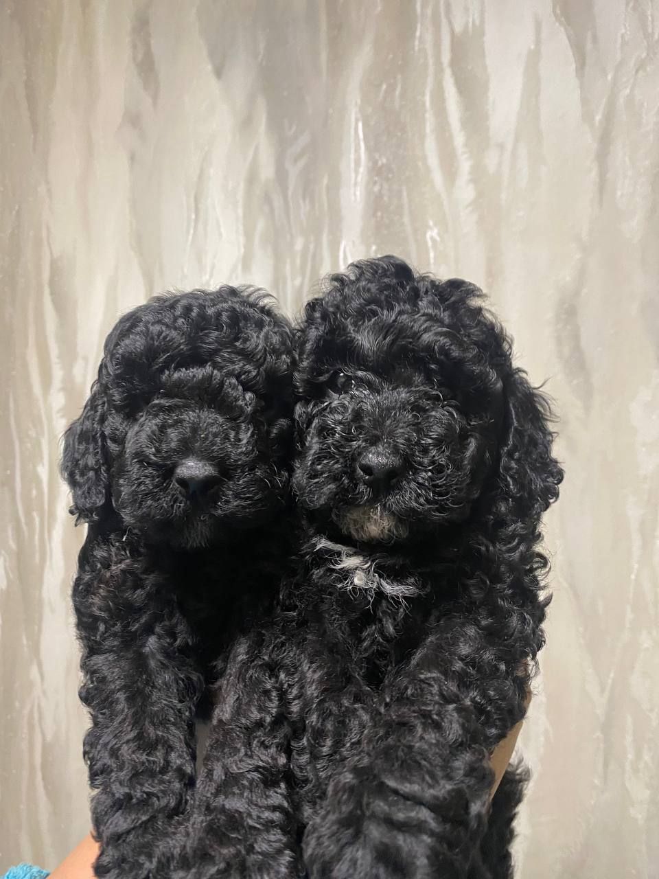 Цуценята той пуделя