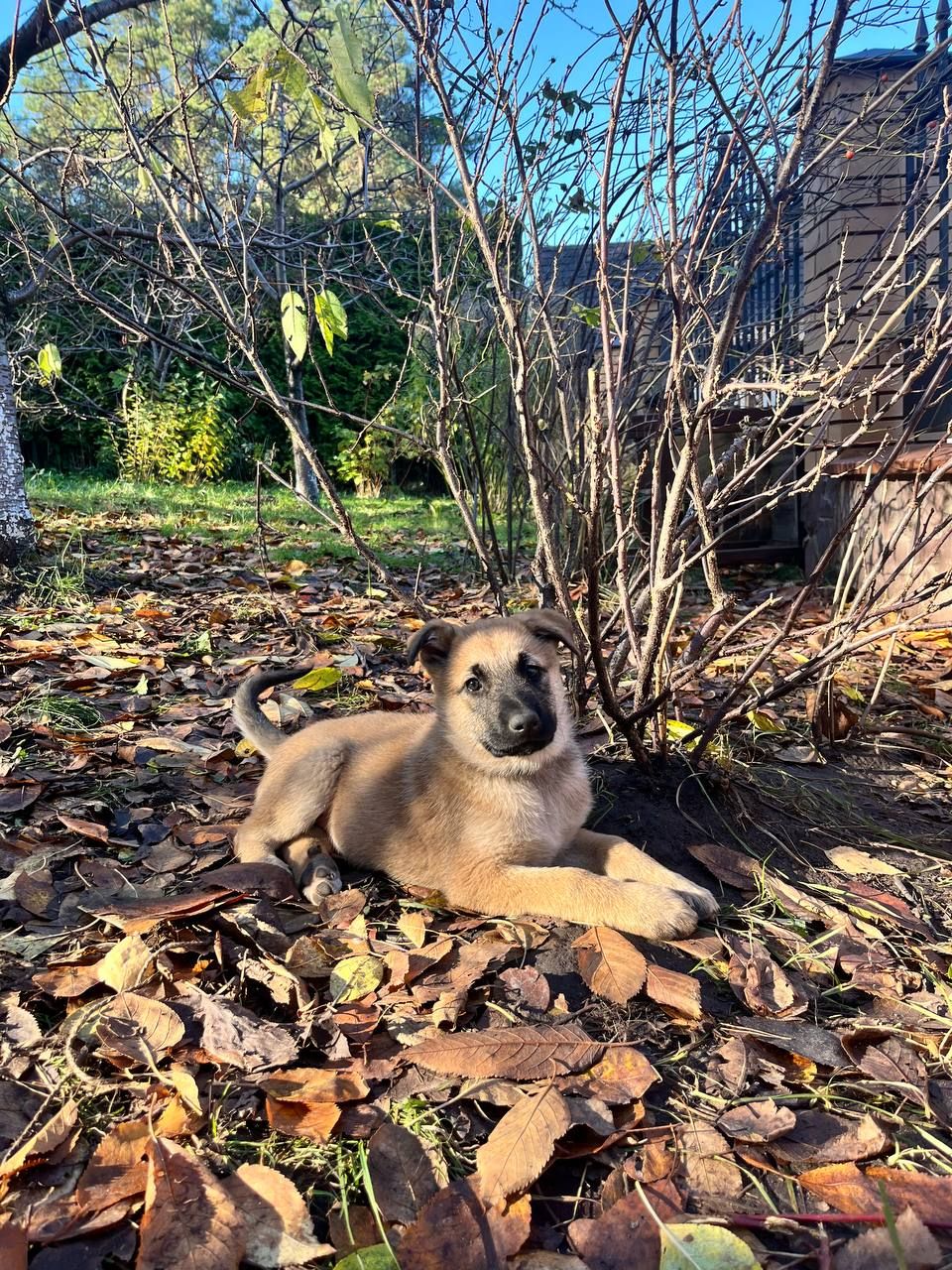 цуценята белгійська вівчарка(малінуа)