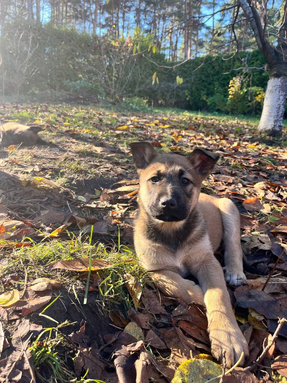 цуценята белгійська вівчарка(малінуа)