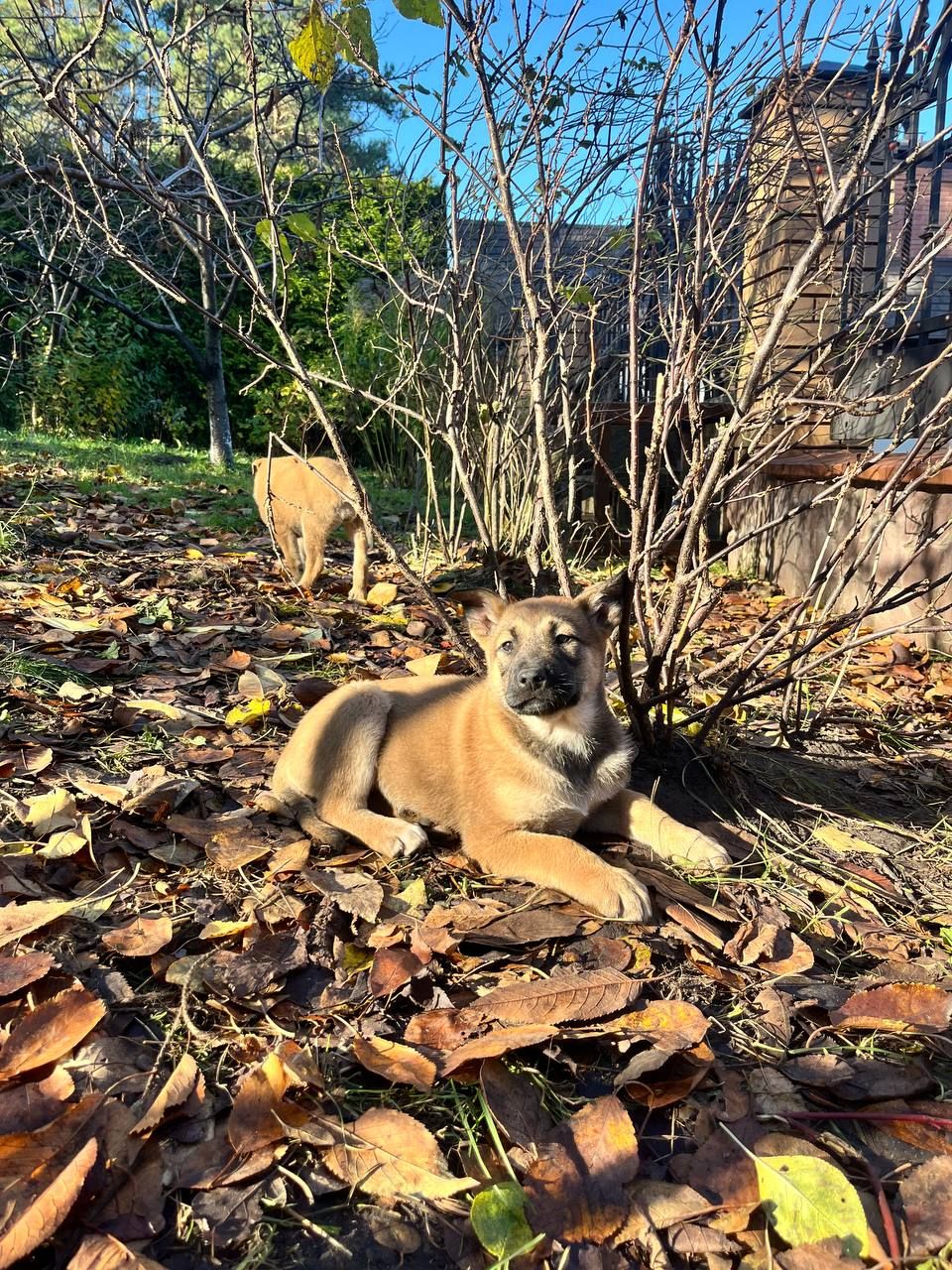 цуценята белгійська вівчарка(малінуа)