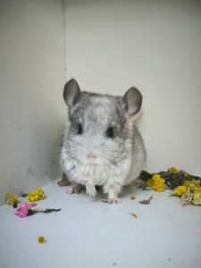 Дівчинка Біла носій сапфіру і Ангори