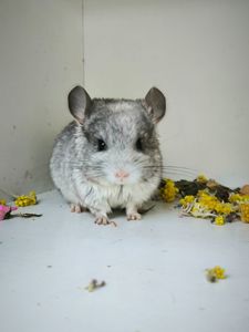 Дівчинка Біла носій сапфіру і Ангори