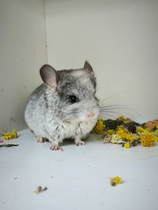 Дівчинка Біла носій сапфіру і Ангори