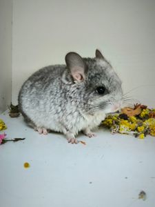 Дівчинка Біла носій сапфіру і Ангори