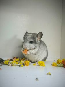 Дівчинка Біла носій сапфіру і Ангори