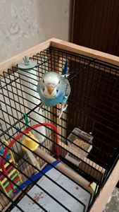 Продам волнистого попугая