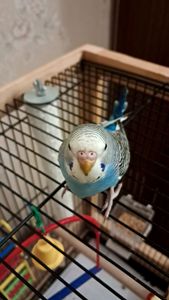 Продам волнистого попугая