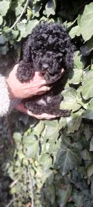 Цуценята той пуделя