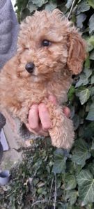 Цуценята той пуделя