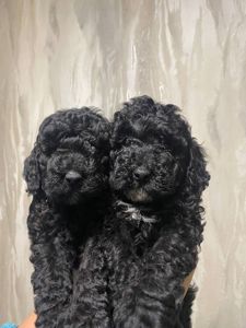 Цуценята той пуделя