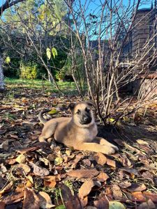 цуценята белгійська вівчарка(малінуа)