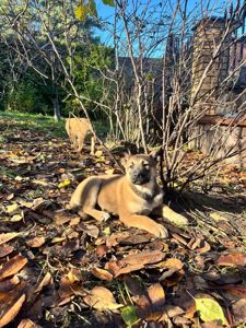 цуценята белгійська вівчарка(малінуа)