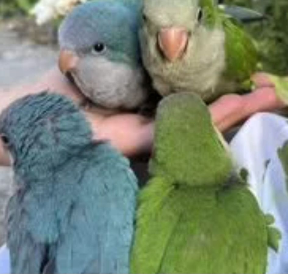 Птенцы Калита монах