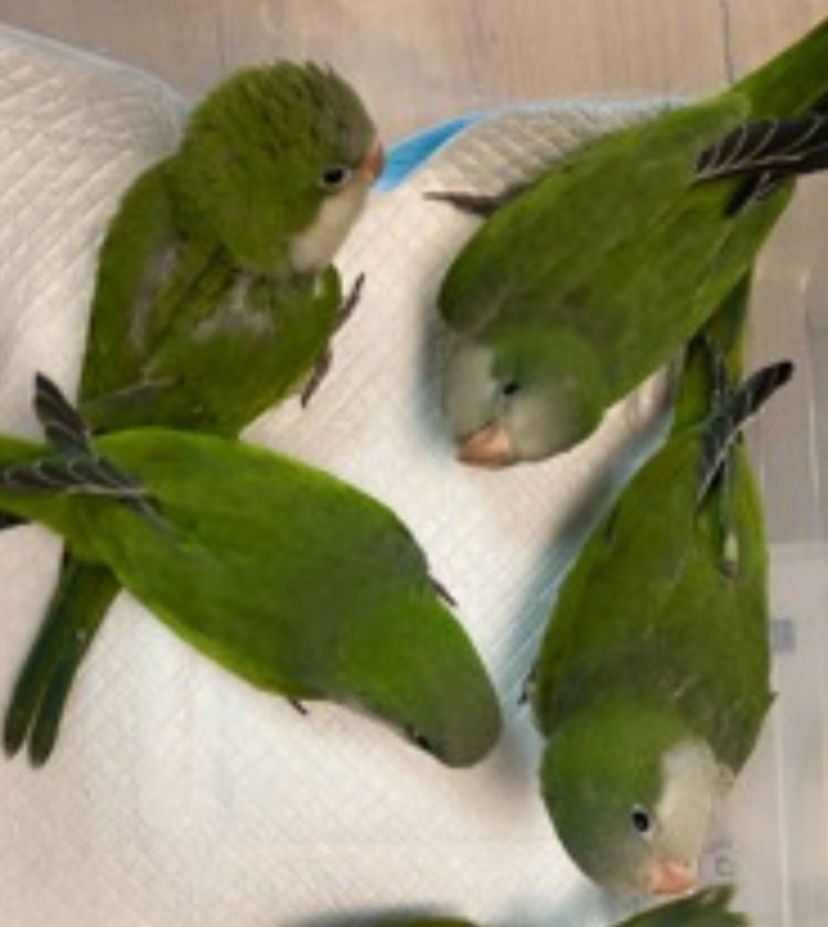 Птенцы Калита монах