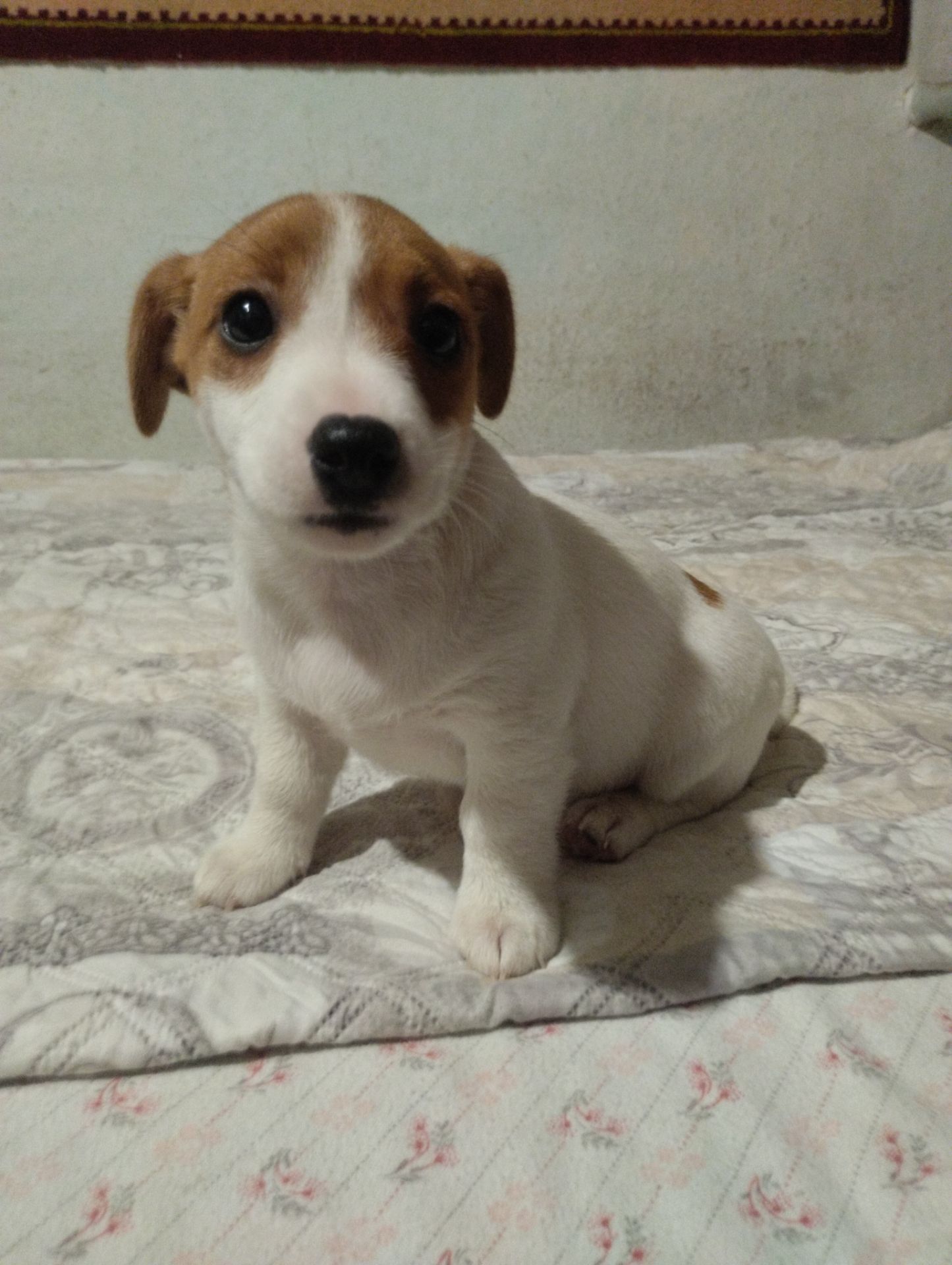 Щенки Джек Рассел Терьер