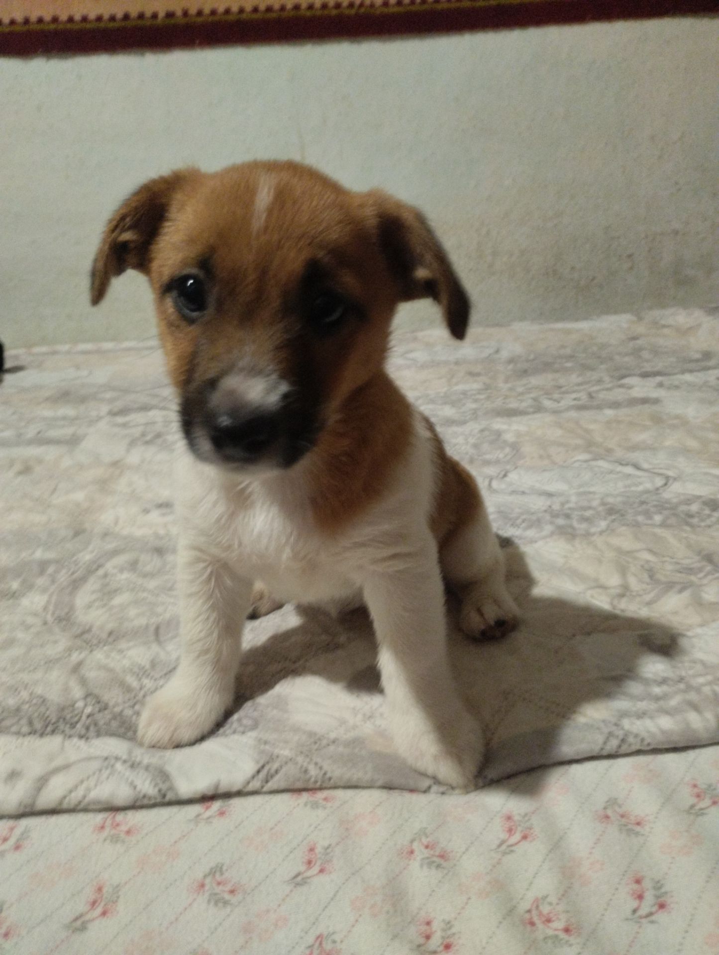 Щенки Джек Рассел Терьер