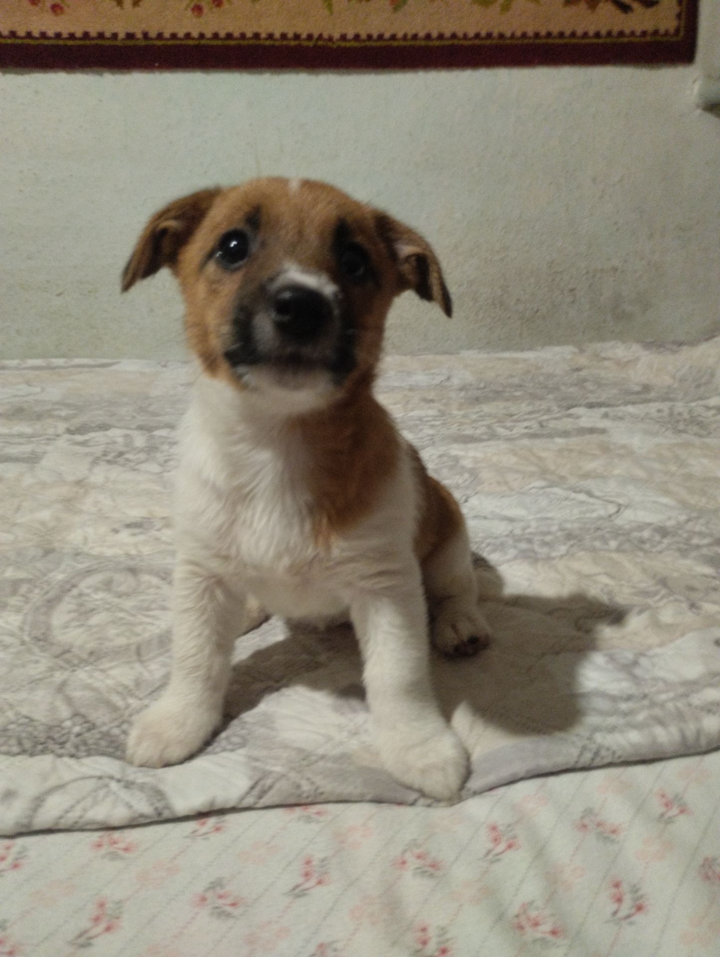 Щенки Джек Рассел Терьер